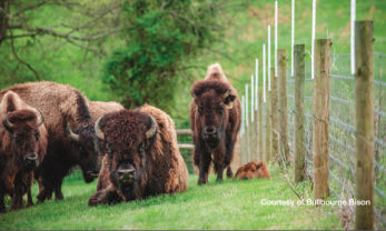 Childhood Dream a Reality on Bullbourne Bison Ranch | Bekaert Fencing
