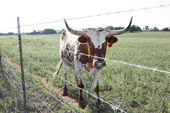 Choosing the Right Fence for your Animal Application