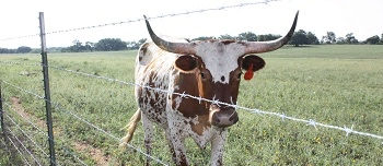 The Right Fence For Your Animal Application