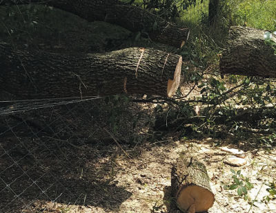 Fallen Tree image