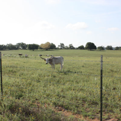 Gaucho® 20 15.5 ga 2-Point 5" Spacing High Tensile Barbed Wire
