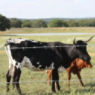 Gaucho® 20 15.5 ga 4-Point 5" Spacing High Tensile Barbed Wire