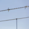 Gaucho® 20 15.5 ga 4-Point 5" Spacing High Tensile Barbed Wire