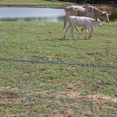 Cattleman® Pro 20 14 ga 2-Point 5" Spacing High Tensile Barbed Wire