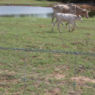 Cattleman® Pro 20 14 ga 2-Point 5" Spacing High Tensile Barbed Wire