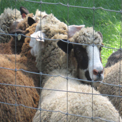 Bekaert Sheep and Goat 30 1348-4 12.5 ga 330'