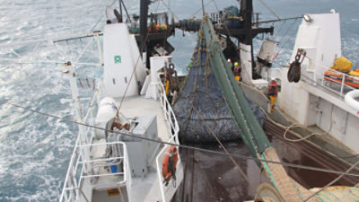 Trawling Net Manufacture
