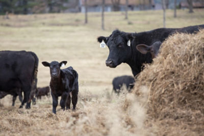 How to Do Fall Calving Right | Bekaert Fencing