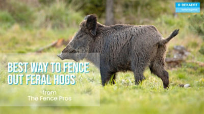 Recommended Page Title Best Fence to Keep Feral Hogs Out 