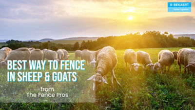Best Fencing for Sheep & Goats