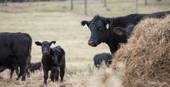 How to Do Fall Calving Right | Bekaert Fencing