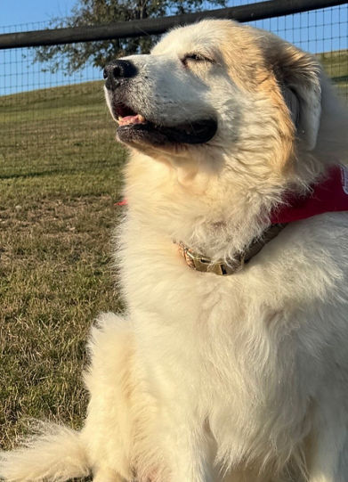 Dog Fence Requirements Bekaert Fencing
